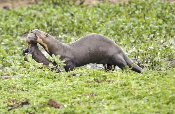 Dev nehir su samuru (Pteronura brasiliensis)