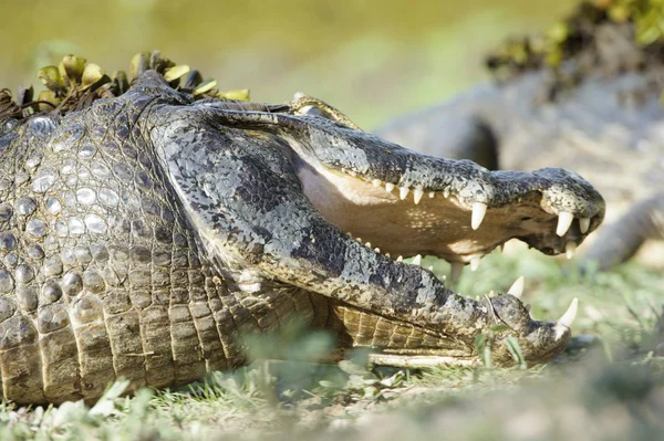 Caimano yacare (Caiman yacare ) — Foto Stock