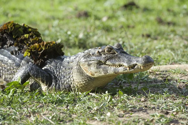 Yacare caiman (caiman yacare)) — Stockfoto