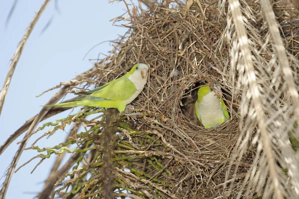 Keşiş muhabbet kuşu (myiopsitta monachus)