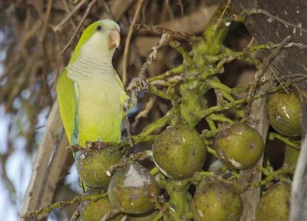 Pärlhöns av munk (myiopsitta monachus)) — Stockfoto