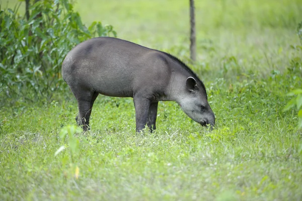 Tapir Brasileiro (Tapirus terrestris ) — Fotografia de Stock