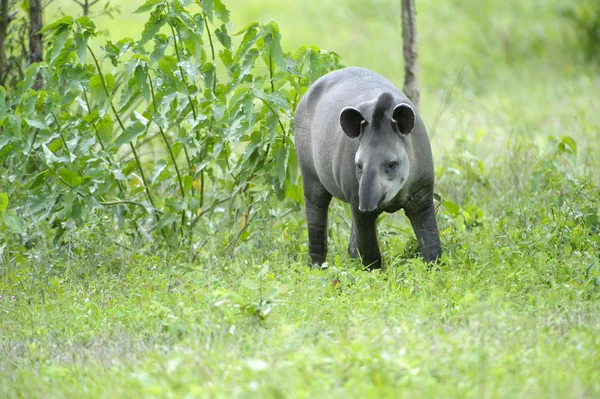 Brasilianischer Tapir (Tapirus terrestris)) — Stockfoto