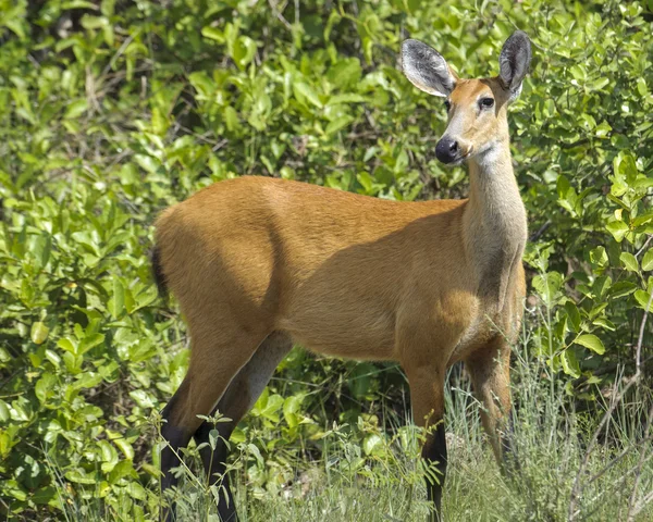 Marsh geyik (Blastocerus dichotomus )
