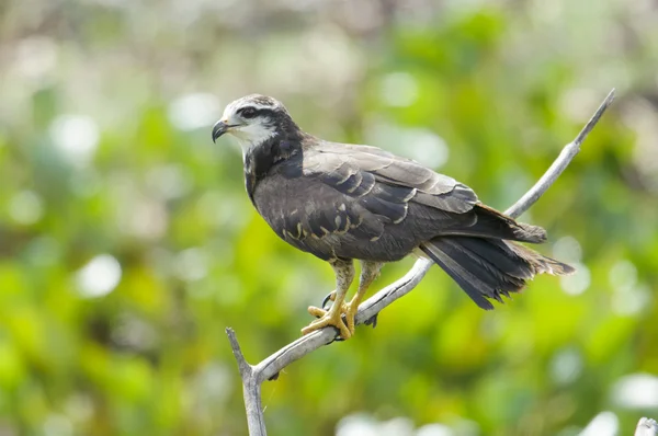 Šnek draka (Rosthramus hamatus) — Stock fotografie