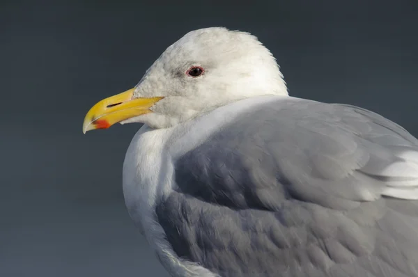 Sinym skrzydlaty głowy frajer (Larus glaucescens) — Zdjęcie stockowe