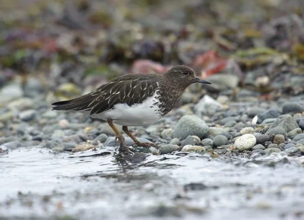 Sahilde siyah Turnstone (Arenaria melanocephala) — Stok fotoğraf