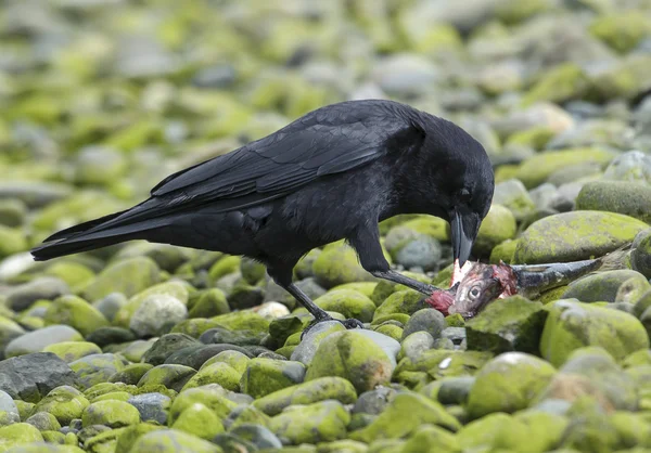 Kuzeybatı karga (Corvus caurinus) (aynı zamanda almalı Amerikan karga) balık besleme — Stok fotoğraf