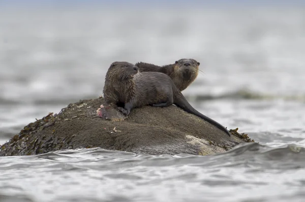 Ortak su samuru (Lontra canadensis)