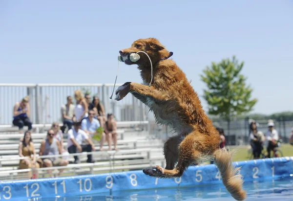 Salto de perro en una competencia — Foto de Stock