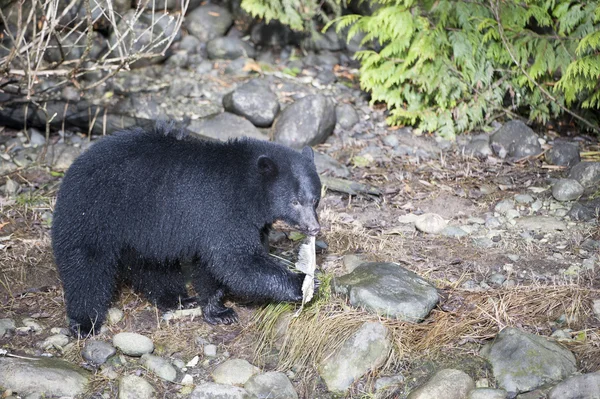 Oso Negro (Ursus americanus ) —  Fotos de Stock