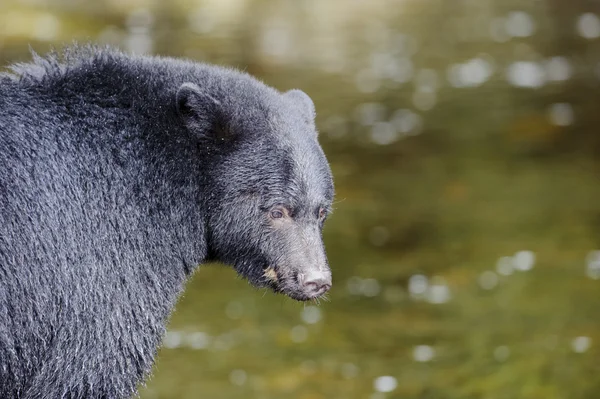 Black Bear (Ursus americanus) — Stockfoto