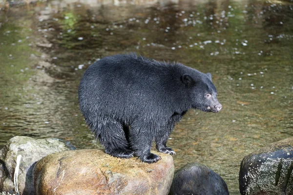 Black Bear (Ursus americanus) — Stockfoto