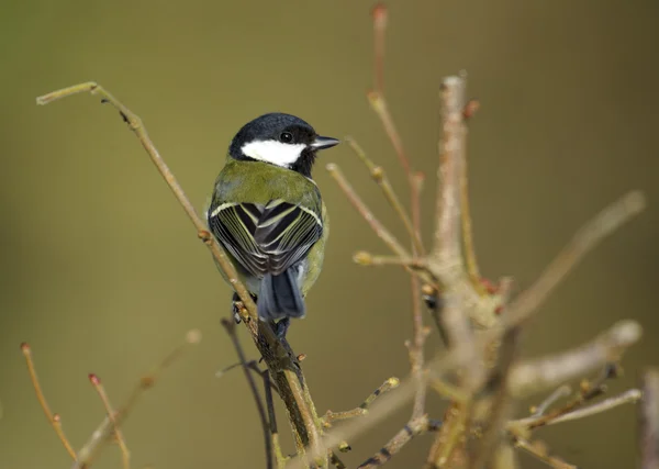 Grande Mésange (Parus major ) — Photo