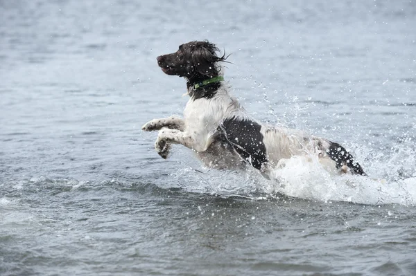 Springer spaniel corre en el mar — Foto de Stock