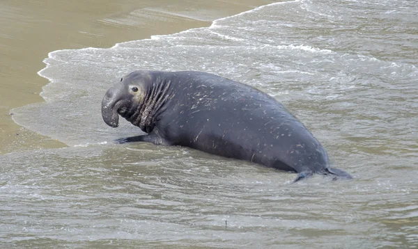 Foca Elefante del Norte (Mirounga angustirostris ) — Foto de Stock