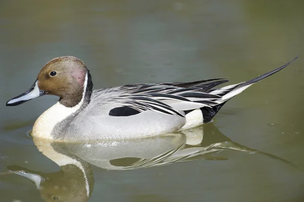 Pintail del Norte (Anas acuta ) Imagen De Stock