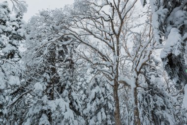 Karla kaplı ağaçlarla kaplı güzel kış manzarası.