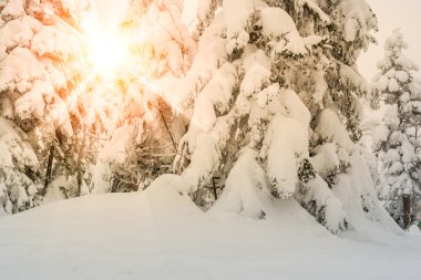 Karla kaplı ağaçlarla kaplı güzel kış manzarası.