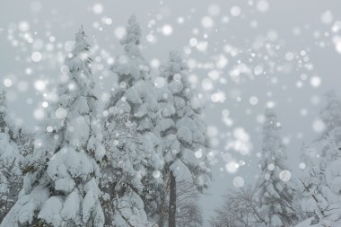 Karla kaplı ağaçlarla kaplı güzel kış manzarası.
