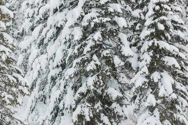 Árvores cobertas de neve na temporada de inverno. — Fotografia de Stock