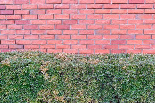 Yeşil bush ve kırmızı tuğla. — Stok fotoğraf