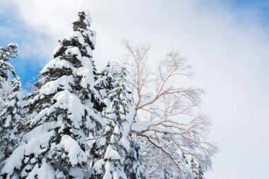 Ağaçlar, kar yağışı güzel kış manzarası kar ile kaplı.
