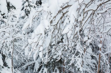 Ağaçlar, kar yağışı güzel kış manzarası kar ile kaplı.