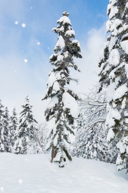Ağaçlar, kar yağışı güzel kış manzarası kar ile kaplı.
