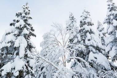 Ağaçlar, kar yağışı güzel kış manzarası kar ile kaplı.