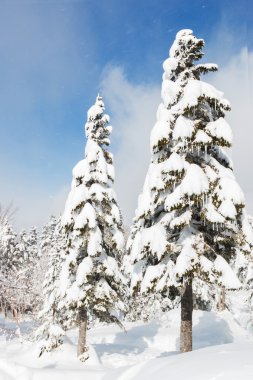 Ağaçlar, kar yağışı güzel kış manzarası kar ile kaplı.