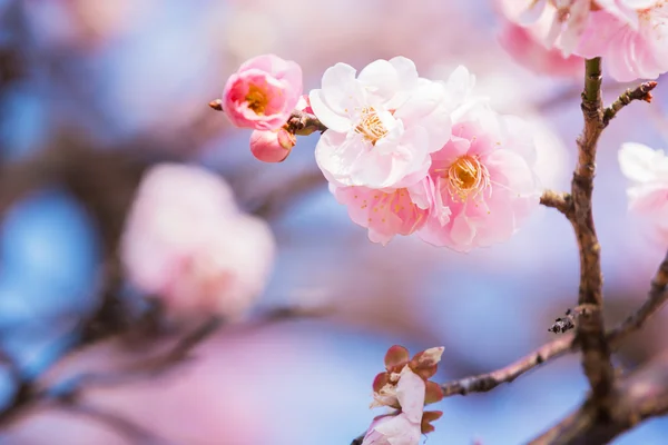 Fiori rosa fiori di ume . — Foto Stock