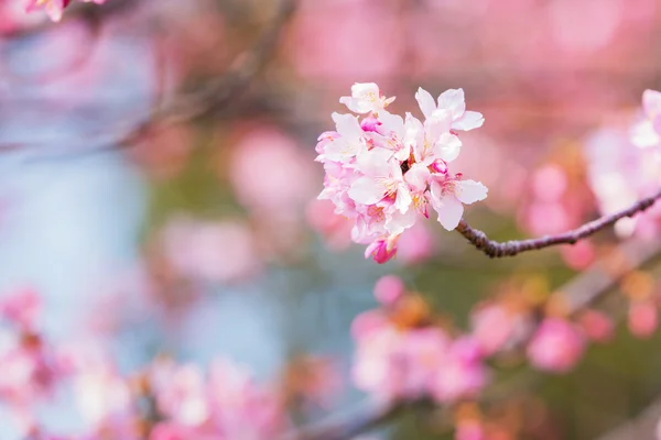 핑크 꽃 우 메 꽃. — 스톡 사진
