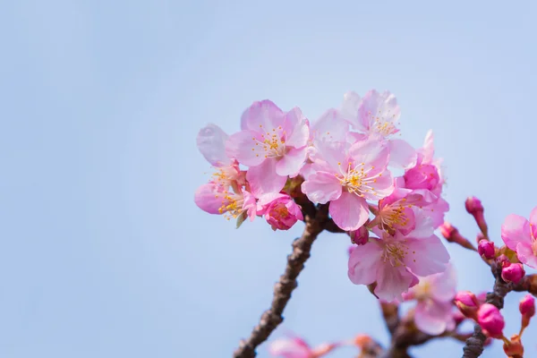 Fiori rosa fiori di ume . — Foto Stock