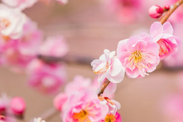 Pink flower ume blossoms. — Stock Photo, Image