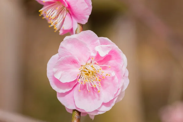 Fiori rosa fiori di ume . — Foto Stock