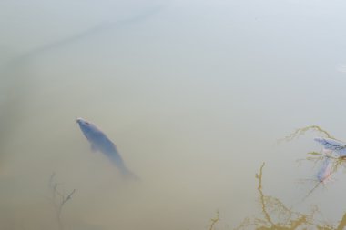 Balık içinde tatlı su yüzme 