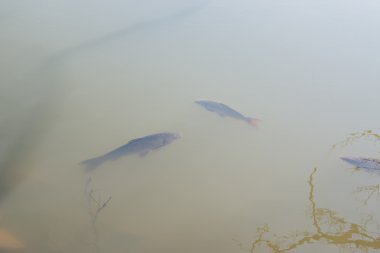 Balık içinde tatlı su yüzme 