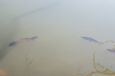 Balık içinde tatlı su yüzme 