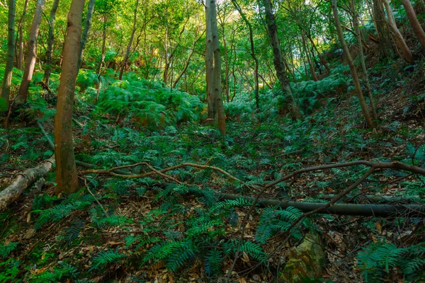 Green forests on the mountains. — Stock Photo, Image