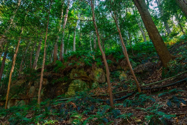 Zielonych lasów w górach. — Zdjęcie stockowe