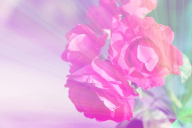 güzel renkli çiçekler 