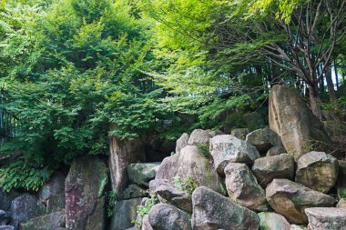 Vahşi doğada ağaçların altında büyük kayalar.