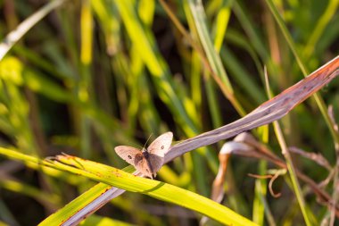 Yeşil yaprak üzerinde tünemiş / saat akşam kelebek kahverengi renk.