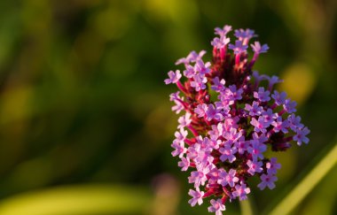 Küçük mor çiçek Lobularia Grup arka plan bulanıklık.