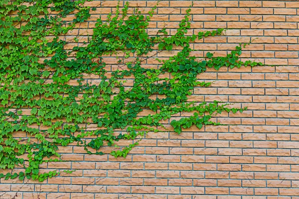 Kırmızı tuğla duvar üzerinde sürünen bitki — Stok fotoğraf