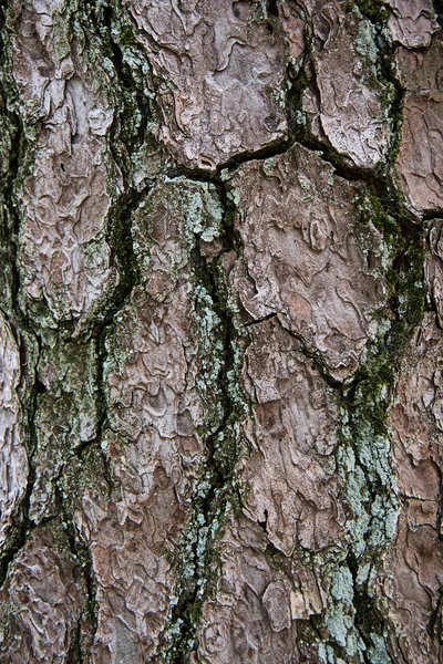 Tree bark texture — Stock Photo, Image