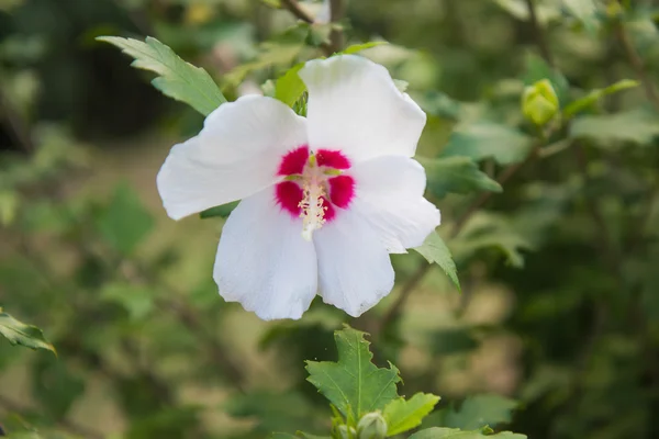 Hibiscus çiçek Park — Stok fotoğraf