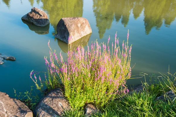 Schöner Blumenbusch und Midstream Rock — Stockfoto
