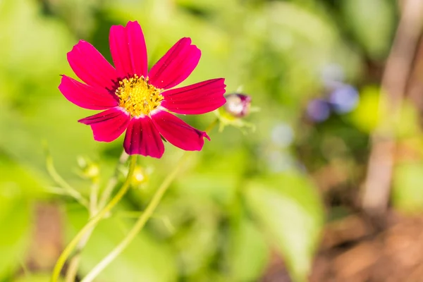 Kosmos röd blomma i dagsljus varm ton med suddig bakgrund. — Stockfoto